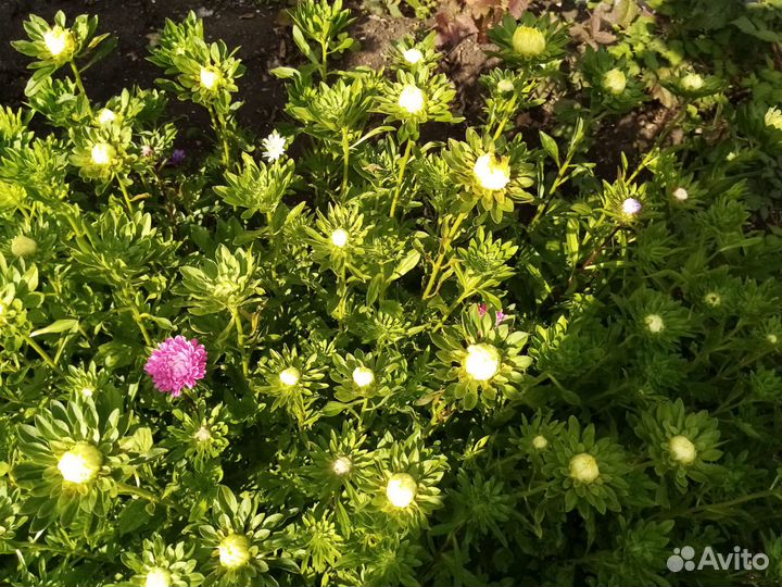 Астра цветы