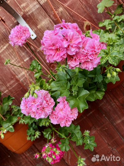 Пеларгонии