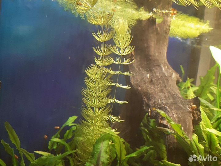Аквариумные Растения