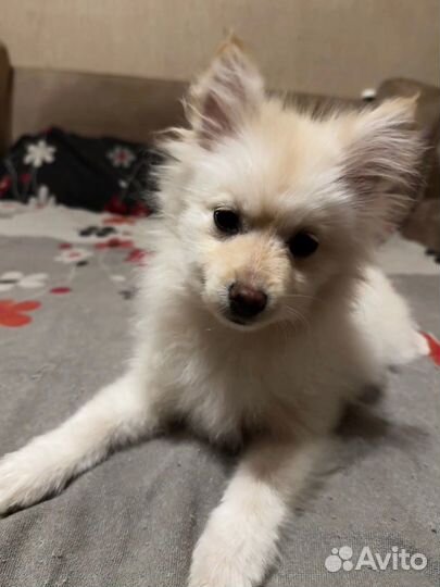 Продам шпица