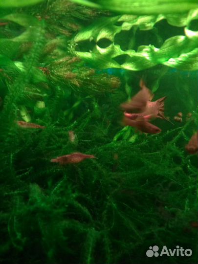 Продам креветок, растения и аквариумы