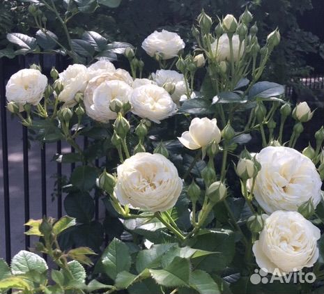 Розы Аспирин и тд собственно корневые саженцы