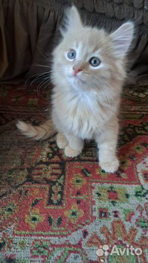 Отдам котят в добрые руки