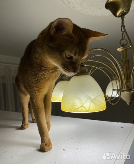 Абиссинский кот вязка