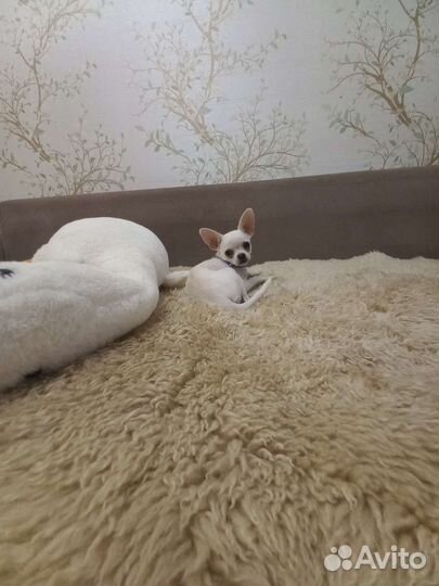 Чихуахуа мини девочка