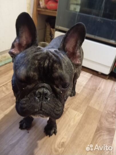 Французский бульдог