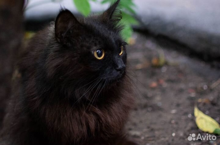 Домашний ласковый кот один на улице