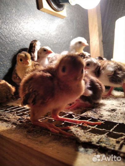 Перепел, Фазан, Цесарка