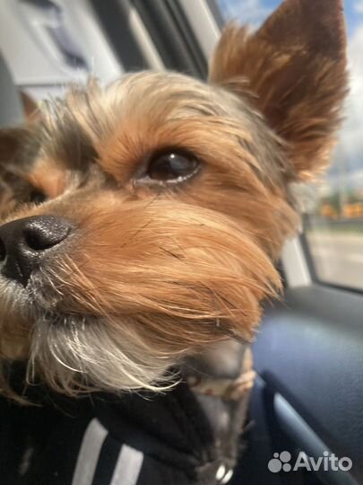 Вязка Йоркширский терьер мини