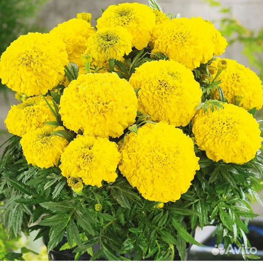 Цветочная рассада