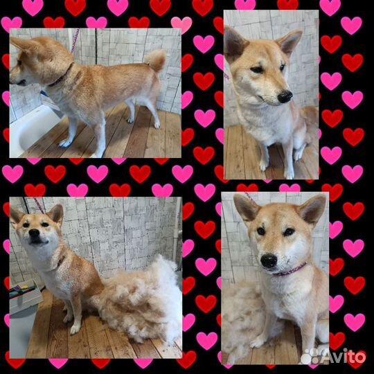 Услуги грумера