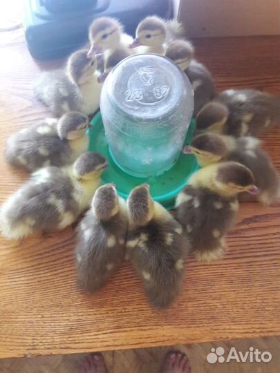 Индоутята (утята мускусной утки)