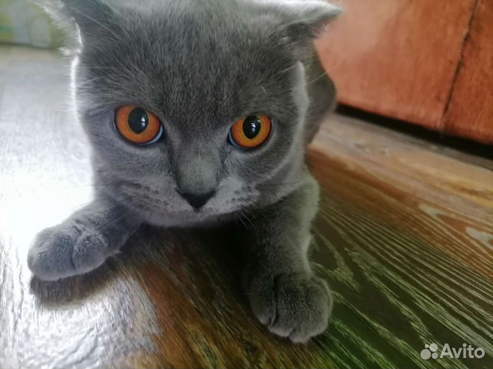 Шотландская вислоухая кошка
