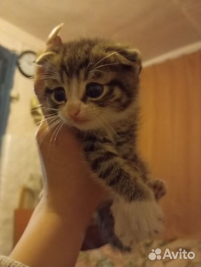 Британские котята