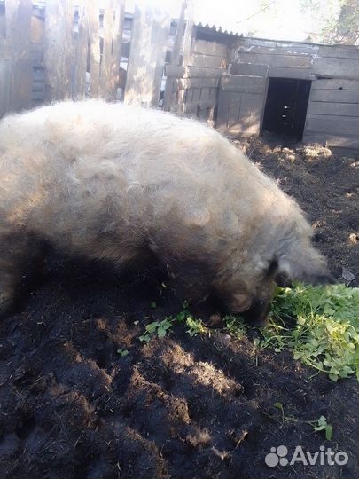 Хряк венгерской мангалицы