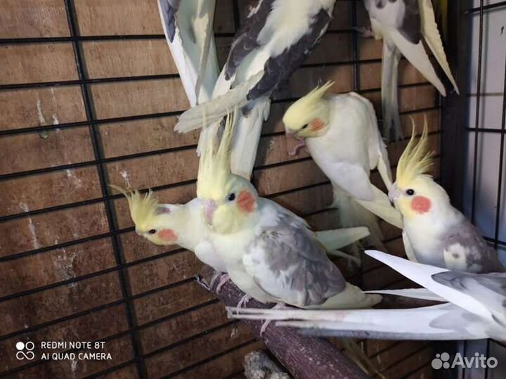 Молодеж волнистых попугаев и карелл опт