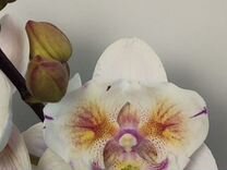 Орхидея фаленопсис попкорн бабочка