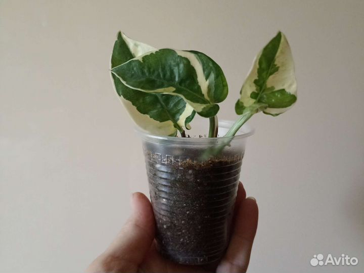 Сциндапсус