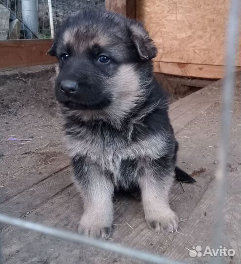 Немецкая овчарка