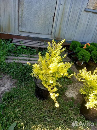 Барбарис тунберга