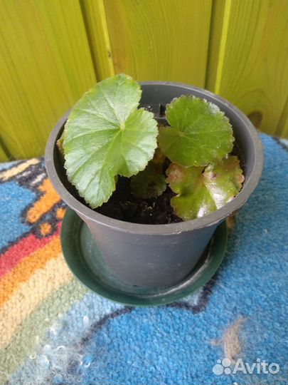 Бегония элатиор