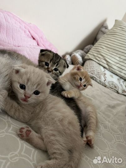 Вислоухий кот