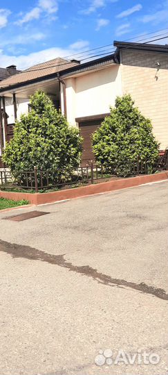 Туя золотистая