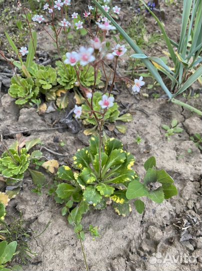 Молодило (Каменная Роза), очиток, шалфей
