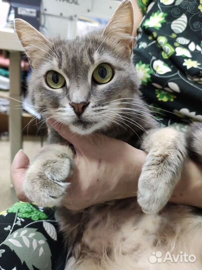 Кошечка в добрые руки