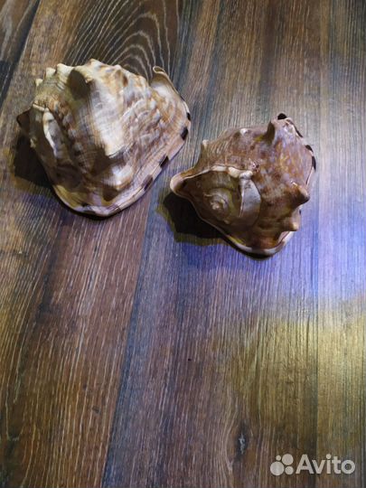 Морская ракушка