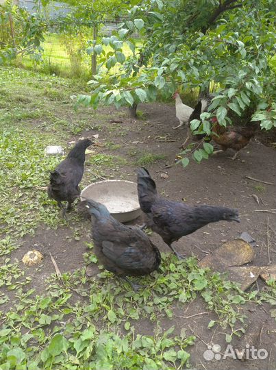 Молодые петухи