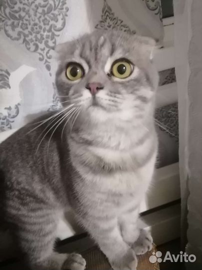 Шотландская вислоухая кошка