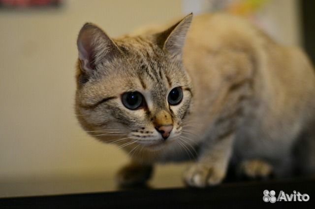 Кот на вязку