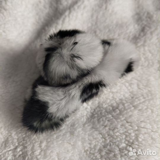 Заколка крабик