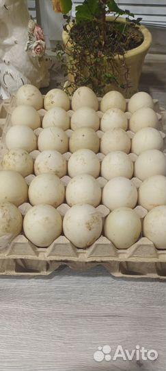 Яйца для инкубации белой индоутки