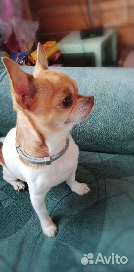 Вязка кобель чихуахуа