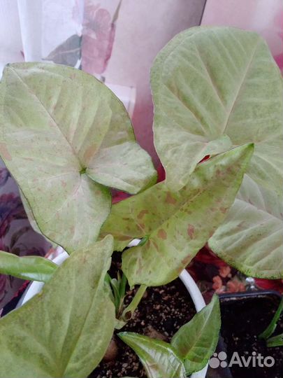 Сингониум конфети