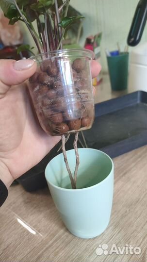 Сингониум брокант