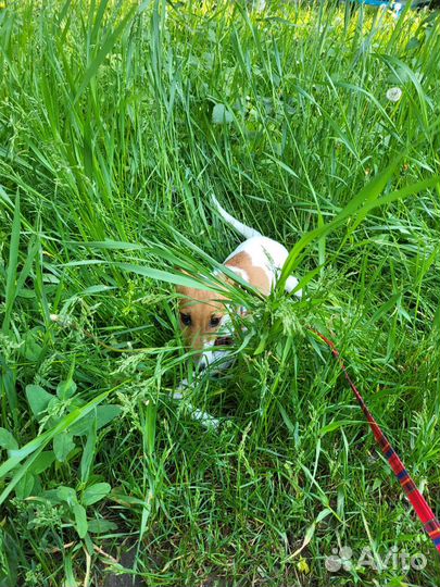 Джек рассел