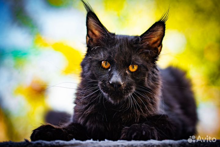 Котята мейнкуна