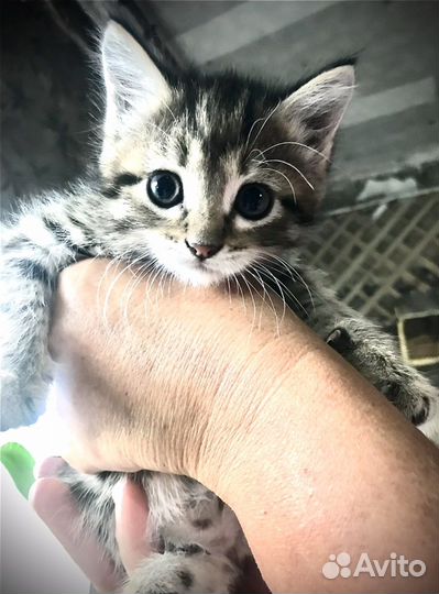 Котята отдам бесплатно