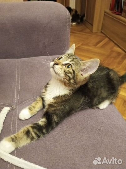 Полосатые котята