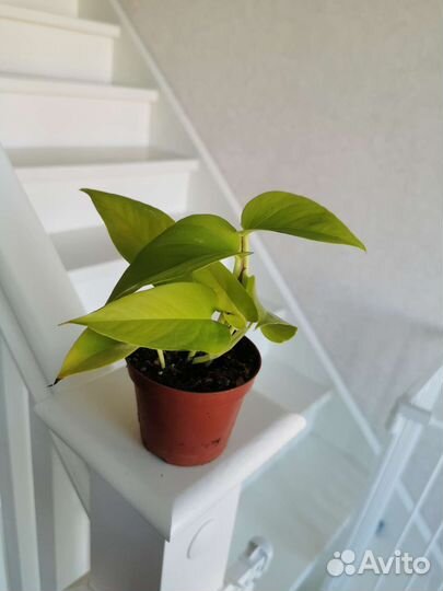 Сциндапсус золотистый