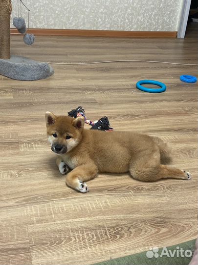 Щенки сиба ину