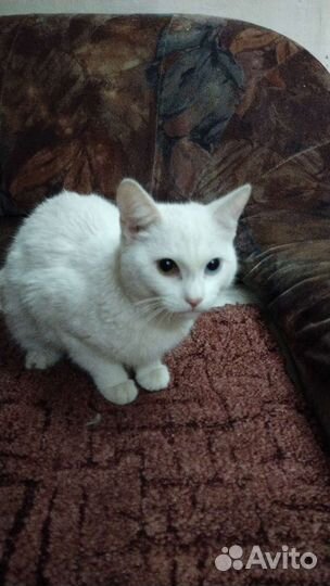 Турецкая ангора