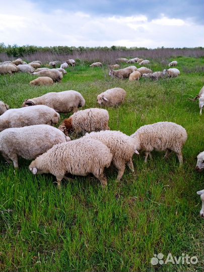 Овцы бараны