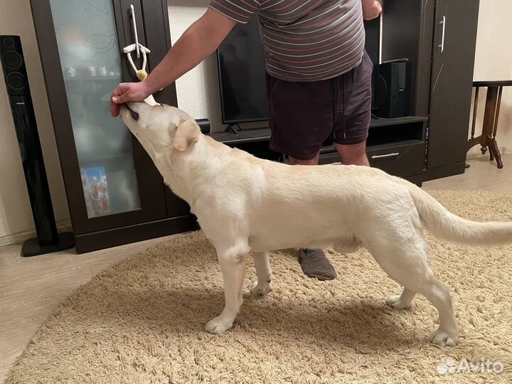 Кобель лабрадора вязка