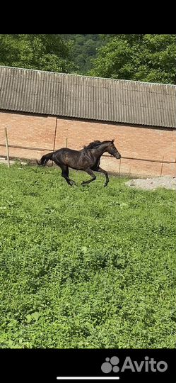 Лошадь Жеребец