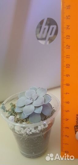 Суккуленты 100 р