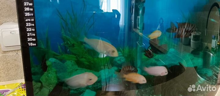 Рыбки цихлиды